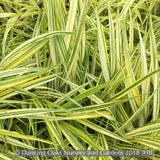 Grasses ~ Hakonechloa macra 'Aureola', Japanese Forest Grass ~ Dancing Oaks Nursery and Gardens ~ Retail Nursery ~ Mail Order Nursery