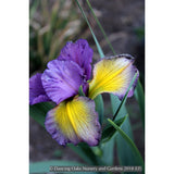 Perennials ~ Iris spuria 'Highline Amethyst', Spuria Iris ~ Dancing Oaks Nursery and Gardens ~ Retail Nursery ~ Mail Order Nursery