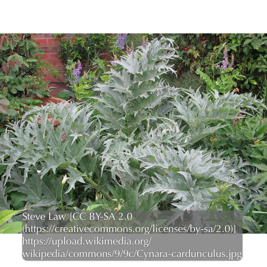 Perennials ~ Cynara cardunculus, Cardoon ~ Dancing Oaks Nursery and Gardens ~ Retail Nursery ~ Mail Order Nursery