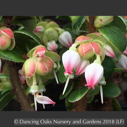Shrubs ~ Vaccinium nummularia, Coin Whortleberry ~ Dancing Oaks Nursery and Gardens ~ Retail Nursery ~ Mail Order Nursery