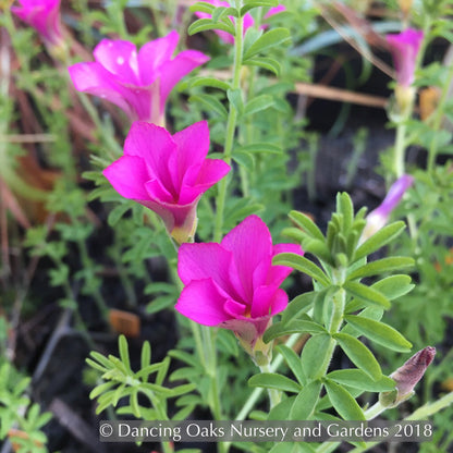 Perennials ~ Oxalis hirta, Trailing Oxalis ~ Dancing Oaks Nursery and Gardens ~ Retail Nursery ~ Mail Order Nursery