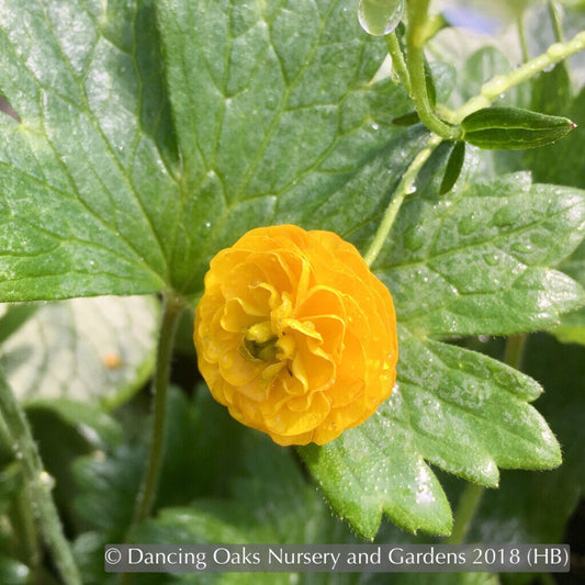 Perennials ~ Ranunculus acris 'Flore Pleno', Double Meadow Buttercup ~ Dancing Oaks Nursery and Gardens ~ Retail Nursery ~ Mail Order Nursery