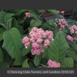 Shrubs ~ Hydrangea aspera ssp sargentiana ~ Dancing Oaks Nursery and Gardens ~ Retail Nursery ~ Mail Order Nursery