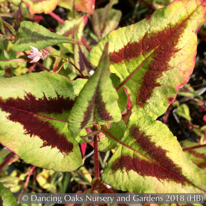 Perennials ~ Persicaria microcephala 'Purple Fantasy', Fleeceflower, Floating Arrows ~ Dancing Oaks Nursery and Gardens ~ Retail Nursery ~ Mail Order Nursery