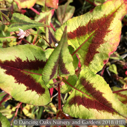 Perennials ~ Persicaria microcephala 'Purple Fantasy', Fleeceflower, Floating Arrows ~ Dancing Oaks Nursery and Gardens ~ Retail Nursery ~ Mail Order Nursery