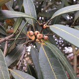 Trees ~ Quercus hypoleucoides, Silverleaf Oak ~ Dancing Oaks Nursery and Gardens ~ Retail Nursery ~ Mail Order Nursery