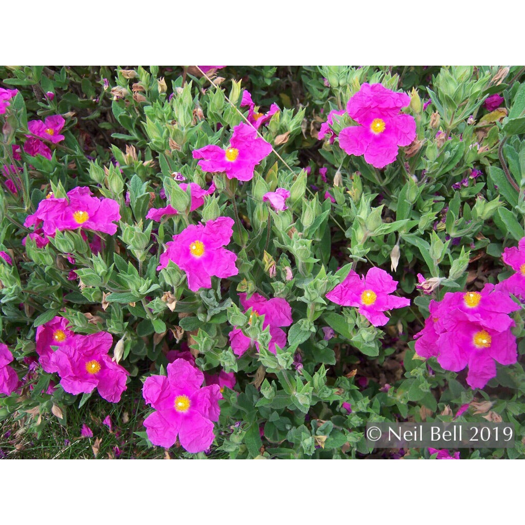 Shrubs ~ Cistus x pulverulentus 'Sunset', Sunset Rock Rose ~ Dancing Oaks Nursery and Gardens ~ Retail Nursery ~ Mail Order Nursery