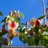 Trees ~ Manglietia insignis (syn Magnolia insignis), Red Lotus Tree ~ Dancing Oaks Nursery and Gardens ~ Retail Nursery ~ Mail Order Nursery