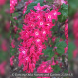 Shrubs ~ Ribes sanguineum 'Vampire', Flowering Currant ~ Dancing Oaks Nursery and Gardens ~ Retail Nursery ~ Mail Order Nursery