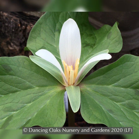 Perennials ~ Trillium albidum, Giant White Wakerobin ~ Dancing Oaks Nursery and Gardens ~ Retail Nursery ~ Mail Order Nursery