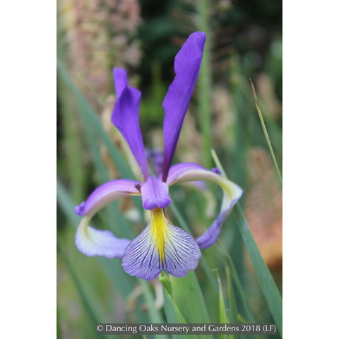 Perennials ~ Iris spuria 'Premier', Spuria Iris ~ Dancing Oaks Nursery and Gardens ~ Retail Nursery ~ Mail Order Nursery