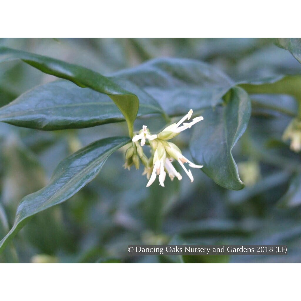 Shrubs ~ Sarcococca ruscifolia, Sweet Box ~ Dancing Oaks Nursery and Gardens ~ Retail Nursery ~ Mail Order Nursery