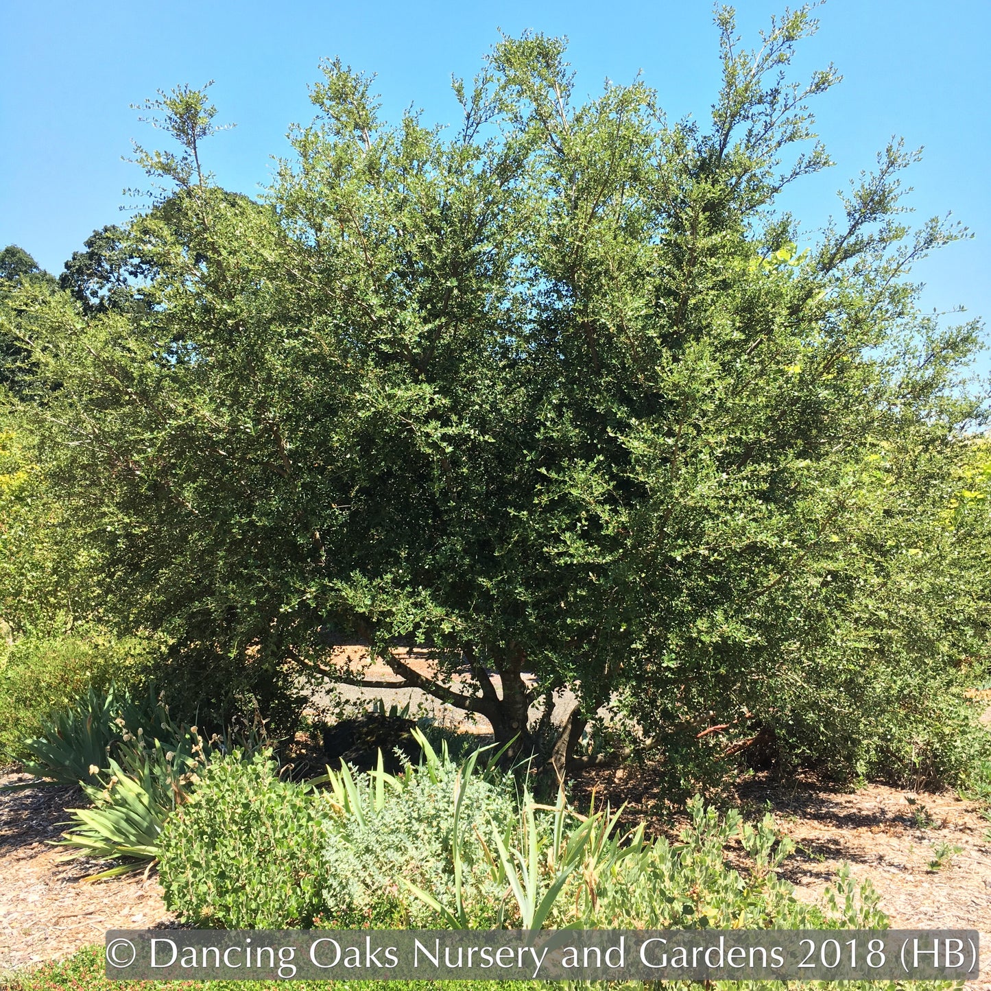 Shrubs ~ Quercus x wislizenii, Hybrid Interior Live Oak ~ Dancing Oaks Nursery and Gardens ~ Retail Nursery ~ Mail Order Nursery