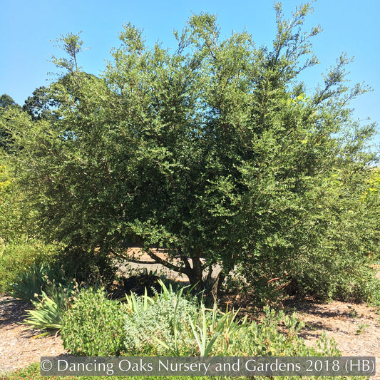 Shrubs ~ Quercus x wislizenii, Hybrid Interior Live Oak ~ Dancing Oaks Nursery and Gardens ~ Retail Nursery ~ Mail Order Nursery