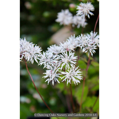 Perennials ~ Thalictrum filamentosum, Meadow Rue ~ Dancing Oaks Nursery and Gardens ~ Retail Nursery ~ Mail Order Nursery