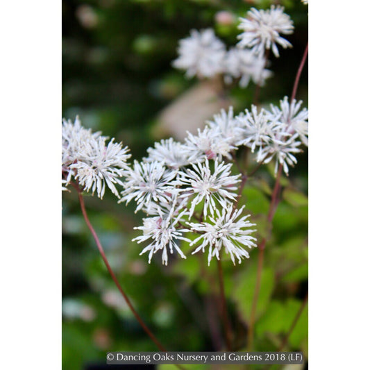 Perennials ~ Thalictrum filamentosum, Meadow Rue ~ Dancing Oaks Nursery and Gardens ~ Retail Nursery ~ Mail Order Nursery