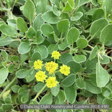 Perennials ~ Eriogonum umbellatum var. aureum, Buckwheat ~ Dancing Oaks Nursery and Gardens ~ Retail Nursery ~ Mail Order Nursery