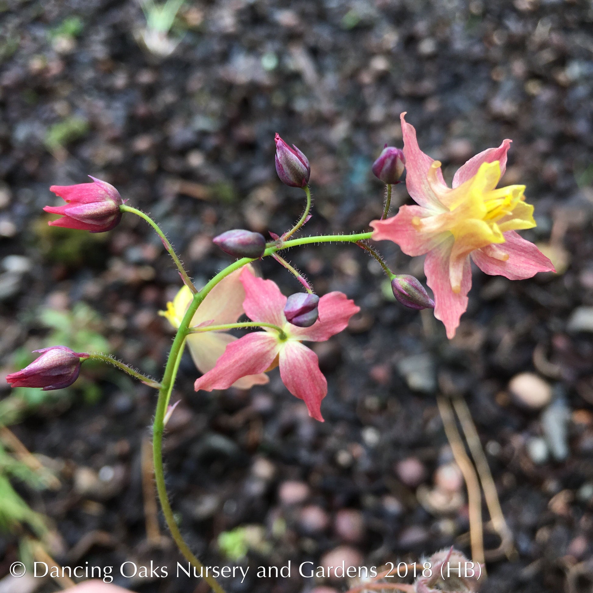 Perennials ~ Epimedium x versicolor 'Cupreum', Barrenwort ~ Dancing Oaks Nursery and Gardens ~ Retail Nursery ~ Mail Order Nursery