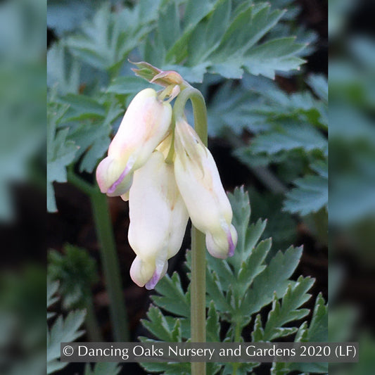 Perennials ~ Dicentra formosa 'Langtrees', Bleeding Heart ~ Dancing Oaks Nursery and Gardens ~ Retail Nursery ~ Mail Order Nursery