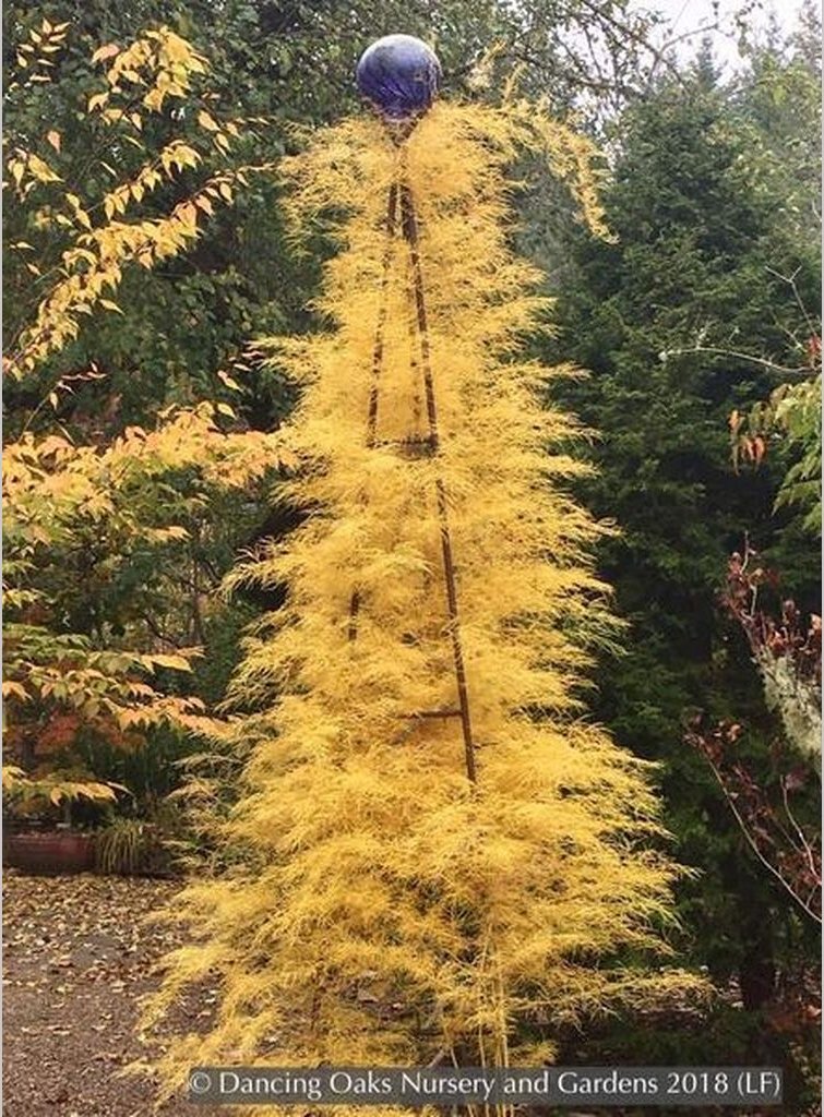 Vines ~ Asparagus verticillatus, Climbing Asparagus ~ Dancing Oaks Nursery and Gardens ~ Retail Nursery ~ Mail Order Nursery