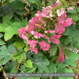 Shrubs ~ Hydrangea quercifolia 'Ruby Slippers', Oakleaf Hydrangea ~ Dancing Oaks Nursery and Gardens ~ Retail Nursery ~ Mail Order Nursery