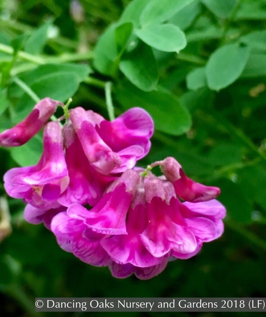Perennials ~ Lathyrus niger, Black Pea, Black Vetchling ~ Dancing Oaks Nursery and Gardens ~ Retail Nursery ~ Mail Order Nursery
