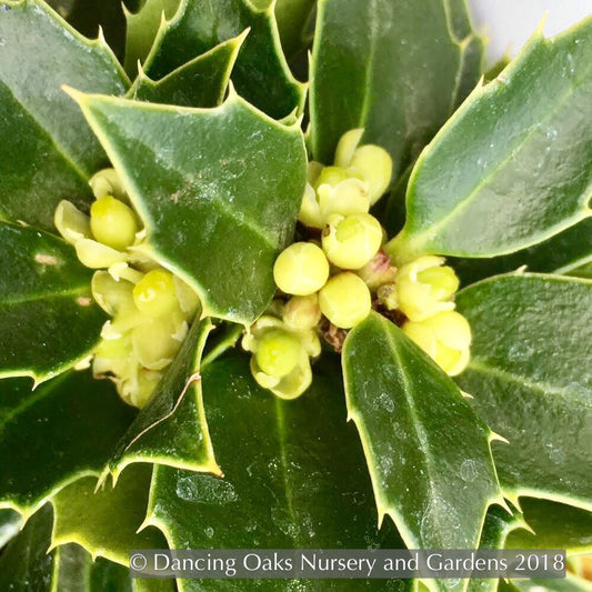 Shrubs ~ Ilex x 'Rock Garden', Rock Garden Holly ~ Dancing Oaks Nursery and Gardens ~ Retail Nursery ~ Mail Order Nursery