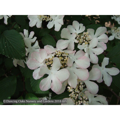 Shrubs ~ Viburnum plicatum f. tomentosum 'Pink Beauty', Pink Beauty Japanese Snowball ~ Dancing Oaks Nursery and Gardens ~ Retail Nursery ~ Mail Order Nursery
