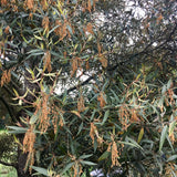 Trees ~ Quercus hypoleucoides, Silverleaf Oak ~ Dancing Oaks Nursery and Gardens ~ Retail Nursery ~ Mail Order Nursery