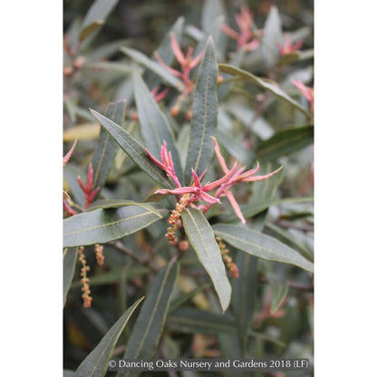 Trees ~ Quercus hypoleucoides, Silverleaf Oak ~ Dancing Oaks Nursery and Gardens ~ Retail Nursery ~ Mail Order Nursery