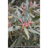 Trees ~ Quercus hypoleucoides, Silverleaf Oak ~ Dancing Oaks Nursery and Gardens ~ Retail Nursery ~ Mail Order Nursery