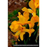 Perennials ~ Iris spuria 'Goldmania', Spuria Iris ~ Dancing Oaks Nursery and Gardens ~ Retail Nursery ~ Mail Order Nursery