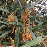 Trees ~ Quercus hypoleucoides, Silverleaf Oak ~ Dancing Oaks Nursery and Gardens ~ Retail Nursery ~ Mail Order Nursery