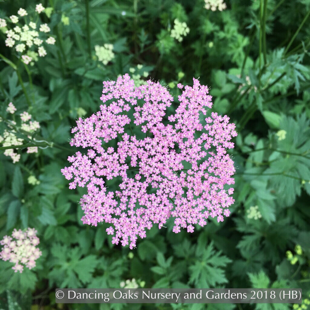Perennials ~ Pimpinella major 'Rosea' ~ Dancing Oaks Nursery and Gardens ~ Retail Nursery ~ Mail Order Nursery