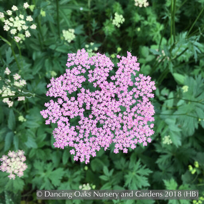 Perennials ~ Pimpinella major 'Rosea' ~ Dancing Oaks Nursery and Gardens ~ Retail Nursery ~ Mail Order Nursery
