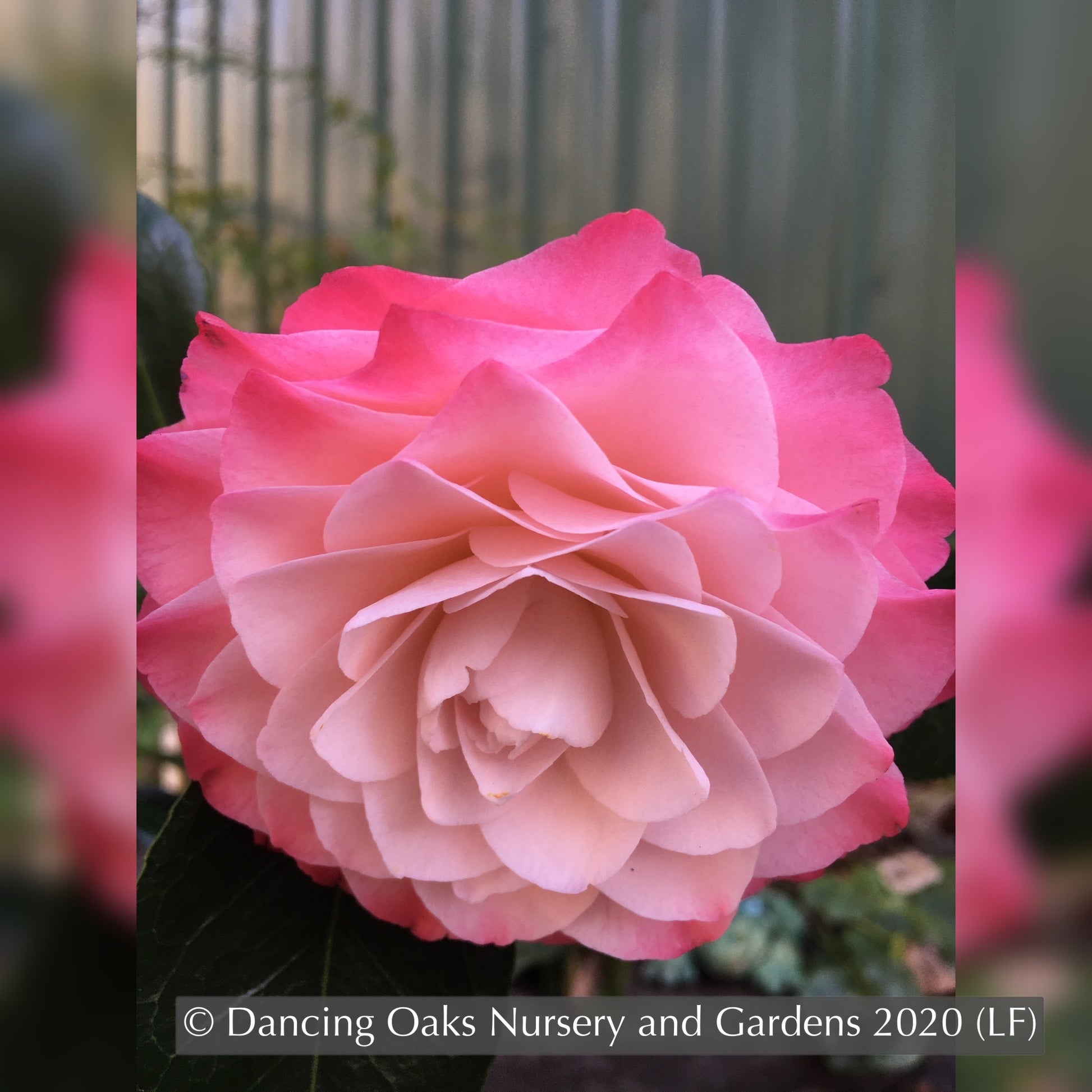 Shrubs ~ Camellia japonica 'Nuccio's Pearl' ~ Dancing Oaks Nursery and Gardens ~ Retail Nursery ~ Mail Order Nursery