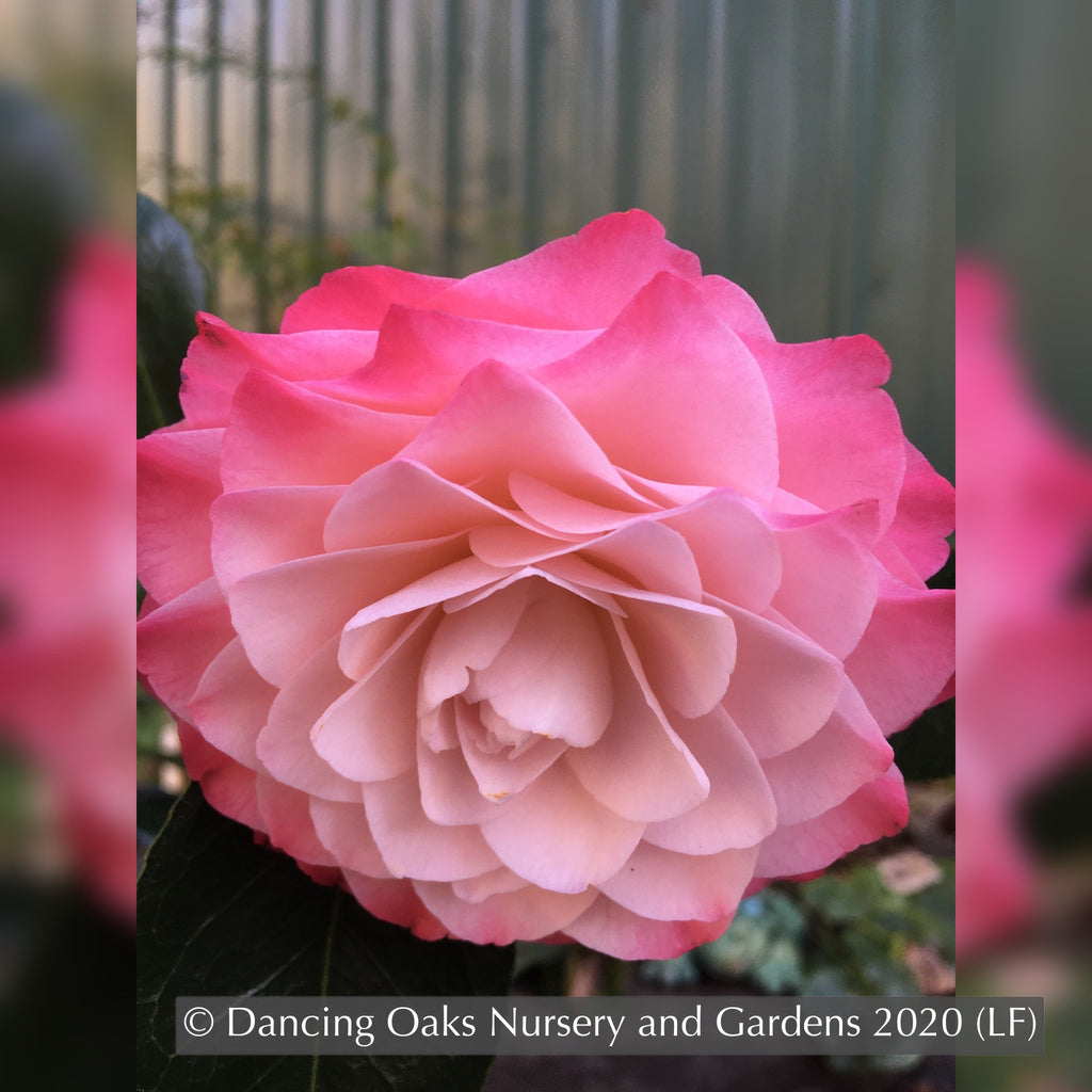 Camellia japonica 'Nuccio's Pearl' Dancing Oaks Nursery and Gardens
