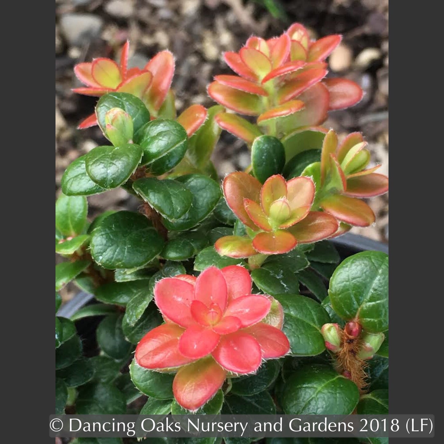 Shrubs ~ Vaccinium nummularia, Coin Whortleberry ~ Dancing Oaks Nursery and Gardens ~ Retail Nursery ~ Mail Order Nursery