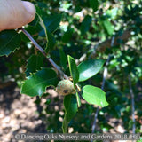 Shrubs ~ Quercus x wislizenii, Hybrid Interior Live Oak ~ Dancing Oaks Nursery and Gardens ~ Retail Nursery ~ Mail Order Nursery