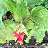 Perennials ~ Fuchsia 'Speciosa', Hardy Fuchsia ~ Dancing Oaks Nursery and Gardens ~ Retail Nursery ~ Mail Order Nursery