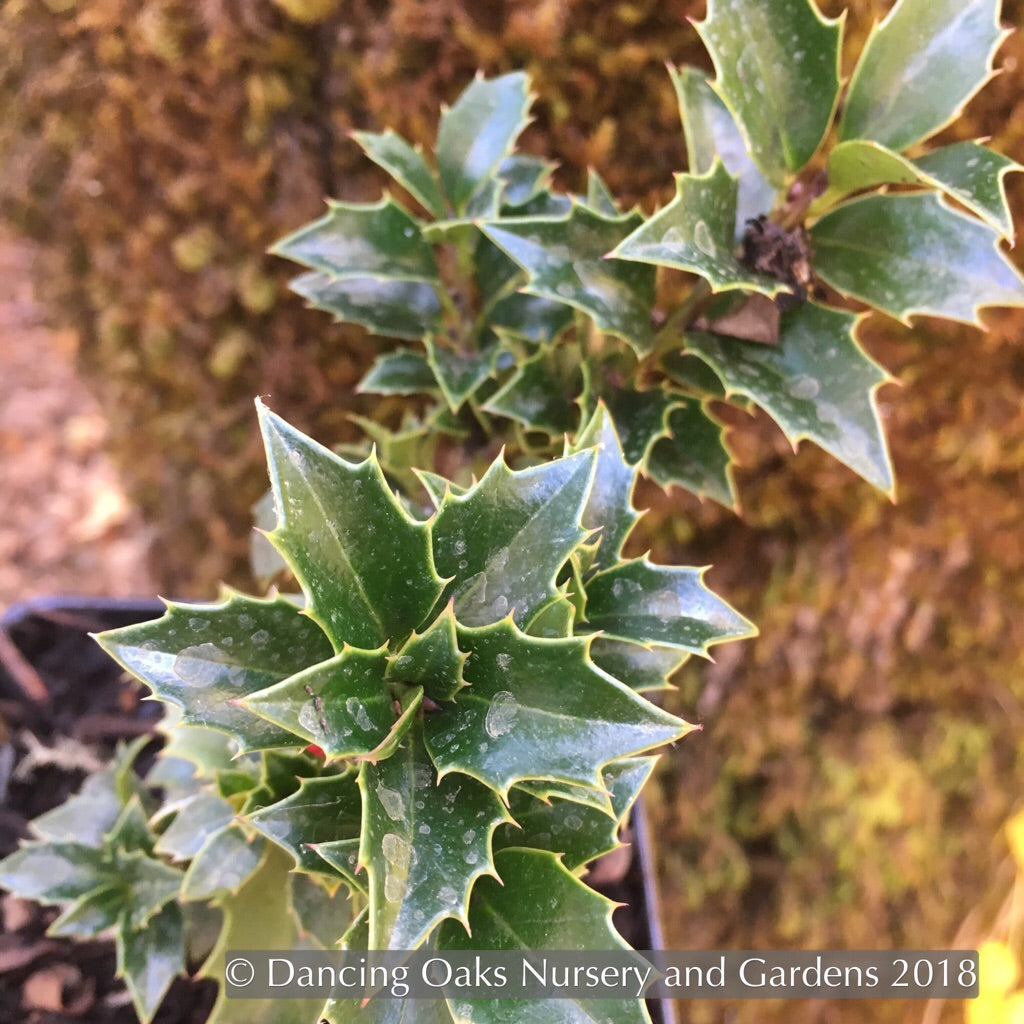 Shrubs ~ Ilex x 'Rock Garden', Rock Garden Holly ~ Dancing Oaks Nursery and Gardens ~ Retail Nursery ~ Mail Order Nursery