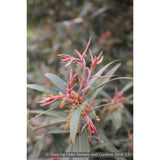 Trees ~ Quercus hypoleucoides, Silverleaf Oak ~ Dancing Oaks Nursery and Gardens ~ Retail Nursery ~ Mail Order Nursery