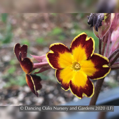 Perennials ~ Primula polyanthus 'Gilded Ginger', Primrose ~ Dancing Oaks Nursery and Gardens ~ Retail Nursery ~ Mail Order Nursery