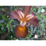 Perennials ~ Iris spuria 'Satinwood', Spuria Iris ~ Dancing Oaks Nursery and Gardens ~ Retail Nursery ~ Mail Order Nursery