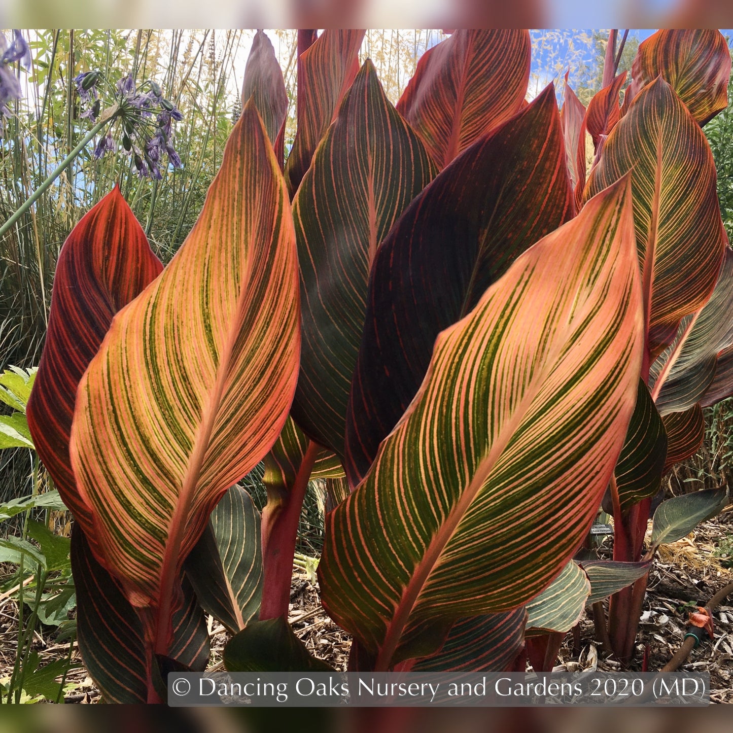 Bulbs & Tubers ~ Canna 'Phasion' (syn. C. ‘Durban’, C., ‘Tropicana’), Variegated Canna Lily ~ Dancing Oaks Nursery and Gardens ~ Retail Nursery ~ Mail Order Nursery