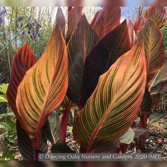 Bulbs & Tubers ~ Canna 'Phasion' (syn. C. ‘Durban’, C., ‘Tropicana’), Variegated Canna Lily ~ Dancing Oaks Nursery and Gardens ~ Retail Nursery ~ Mail Order Nursery