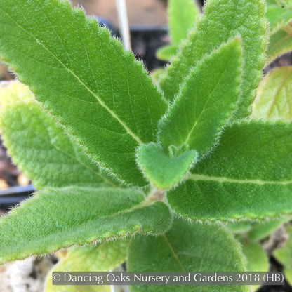 Perennials ~ Sinningia 'Invasion Force', Hardy Pink Gloxinia ~ Dancing Oaks Nursery and Gardens ~ Retail Nursery ~ Mail Order Nursery