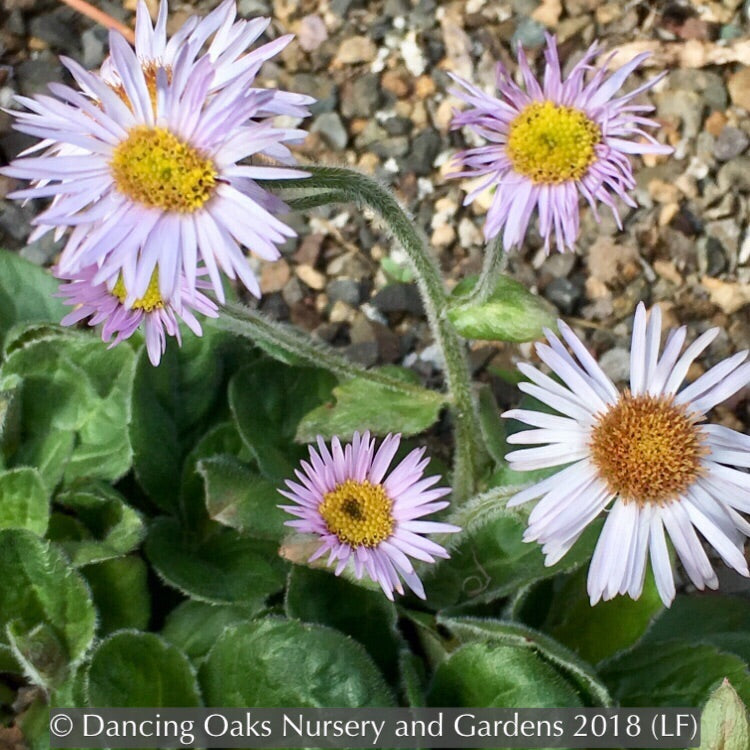 Perennials ~ Erigeron pulchellus 'Meadow Muffin' ~ Dancing Oaks Nursery and Gardens ~ Retail Nursery ~ Mail Order Nursery