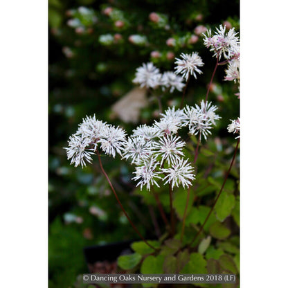 Perennials ~ Thalictrum filamentosum, Meadow Rue ~ Dancing Oaks Nursery and Gardens ~ Retail Nursery ~ Mail Order Nursery