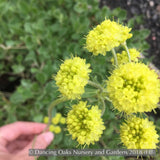 Perennials ~ Eriogonum umbellatum var. aureum, Buckwheat ~ Dancing Oaks Nursery and Gardens ~ Retail Nursery ~ Mail Order Nursery
